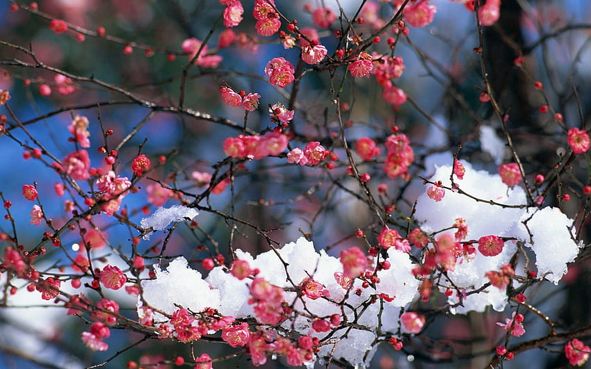 Япония снежна череша цъфти цветя пролет розови цветя. Флора HD тапет