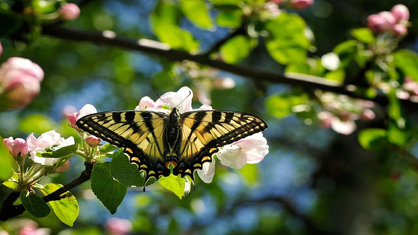 Papillon Butterfly, asas, branco, folhas, borboleta, animais, amarelo, flores, árvores papel de parede HD