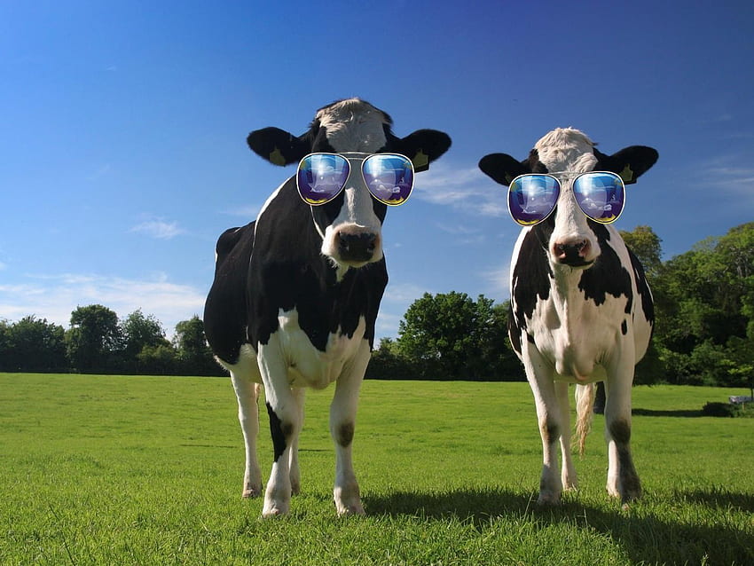Funny Cow HD wallpaper