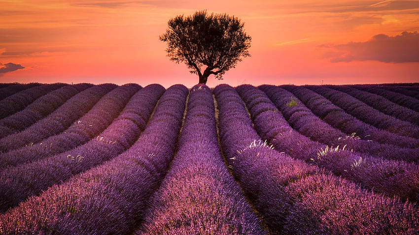 Lavender Field 1440P Resolution , Nature , , and Background HD wallpaper