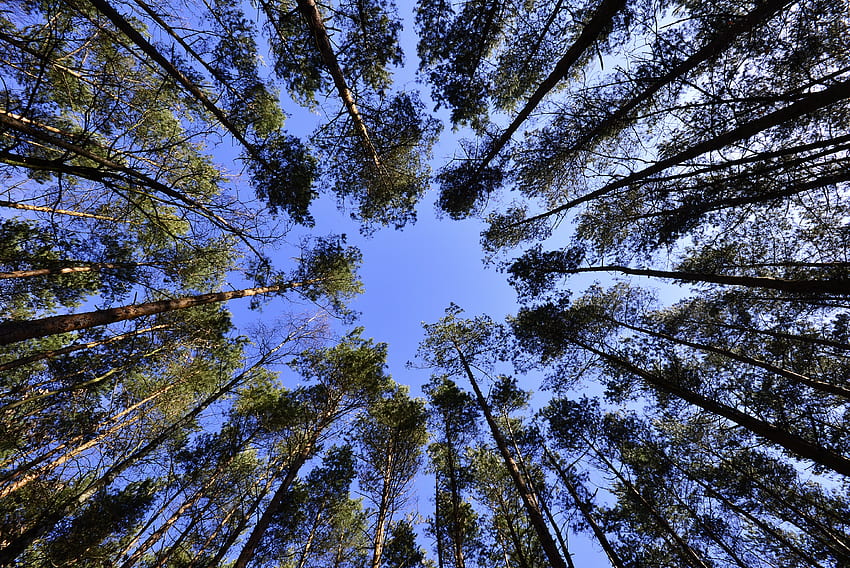 naturaleza, árboles, cielo, vista inferior fondo de pantalla
