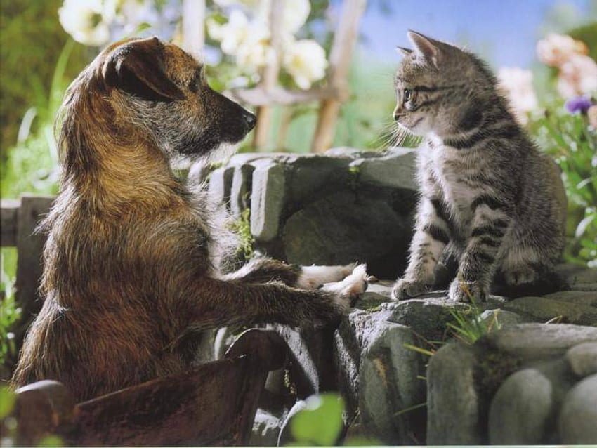 울타리 너머, 개, 고양이, 친구, 울타리 HD 월페이퍼