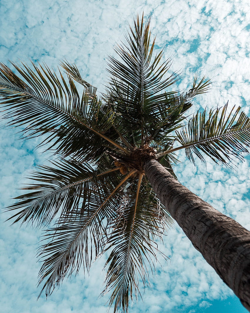 natura, drewno, drzewo, palma, gałęzie, tropiki, widok z dołu Tapeta na telefon HD
