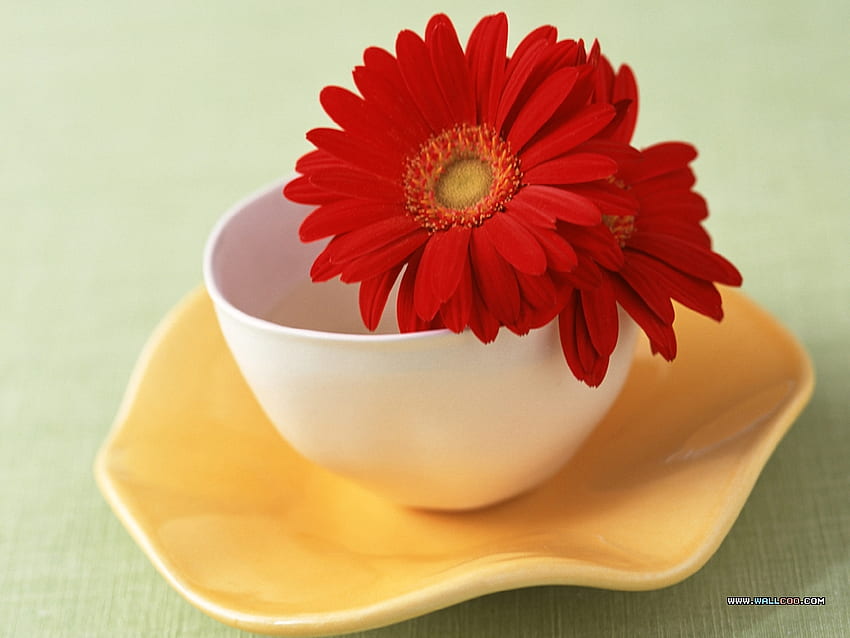 Rote Gerbera, Stillleben, Blumenstrauß, hübsch, Gänseblümchen, Blume, Rot, Natur, Gerbera HD-Hintergrundbild
