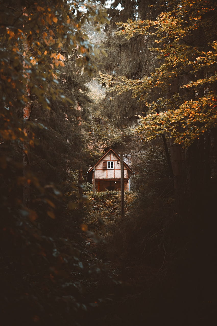 casa di legno marrone nel mezzo della foresta – Germania su Unsplash, Cabin Woods Sfondo del telefono HD