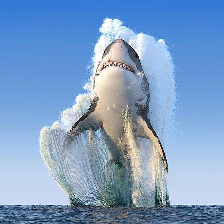 James Kabat on animaux / animals. Animals, Animals beautiful, Ocean animals, Shark Breaching HD phone wallpaper