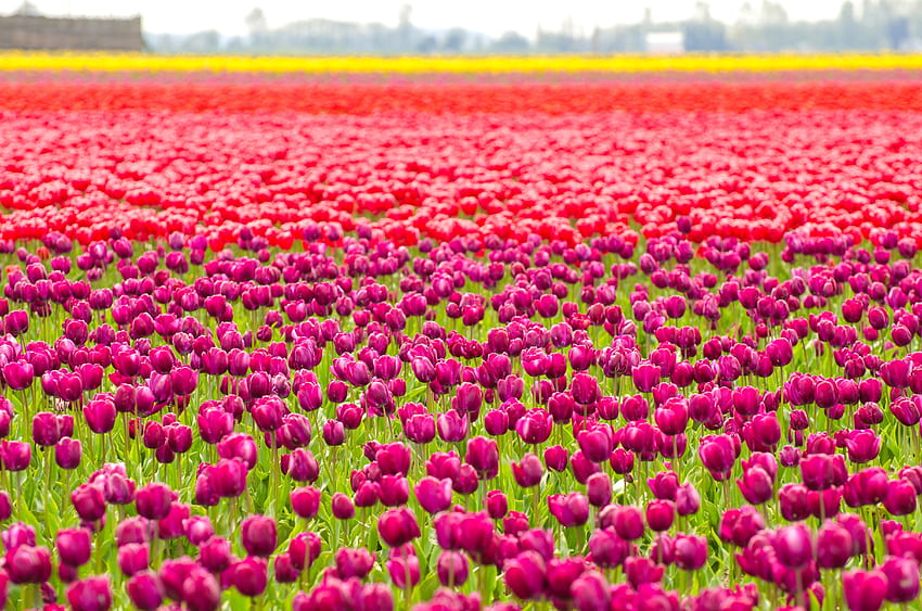 Frühlingsblumen aus aller Welt. Condé Nast Traveler, Rosa Frühlingsblume HD-Hintergrundbild