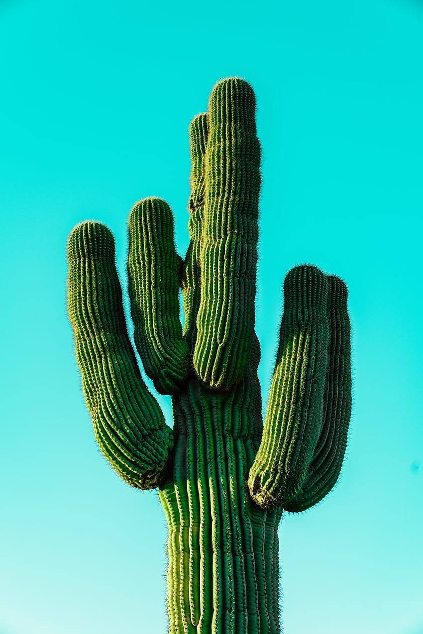 Kaktus, Kaktus Keren wallpaper ponsel HD
