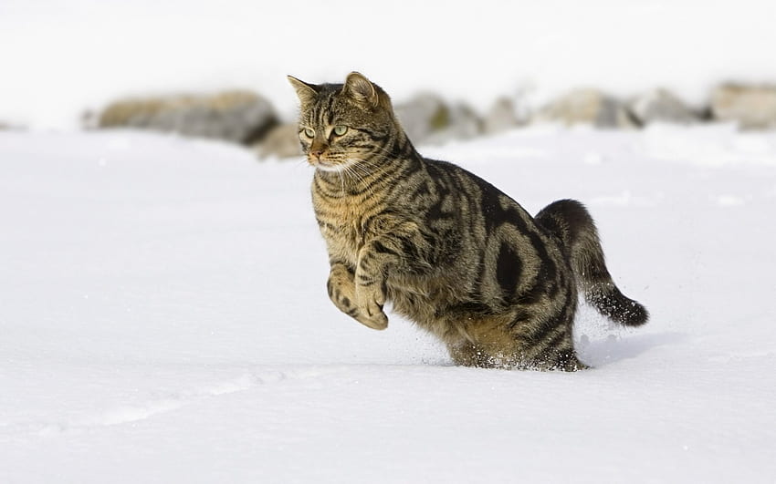 cat, winter, jump, snow HD wallpaper