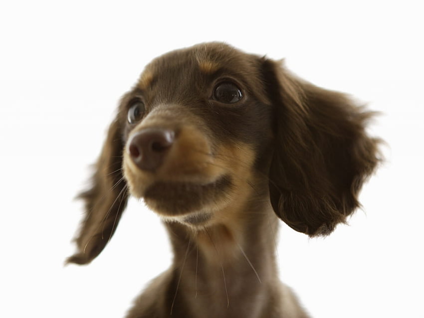 Cachorro do DIA, animal, cachorro, marrom, orelhas, fofo, longo papel de parede HD