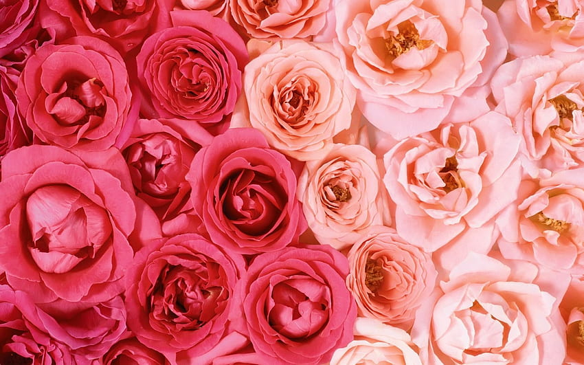 Pink roses 12227. Flowers & Butterflies, Aesthetic Rose HD wallpaper