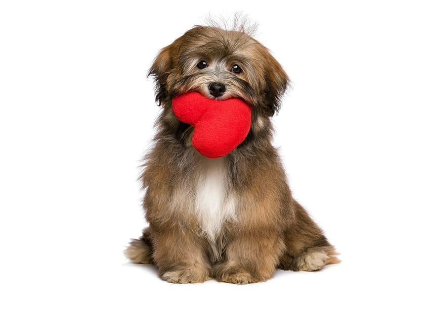 Happy Valentine's Day!, สุนัข, หวาน, สัตว์, ขาว, น่ารัก, วาเลนไทน์, ลูกสุนัข, แดง, หัวใจ, เคน วอลล์เปเปอร์ HD