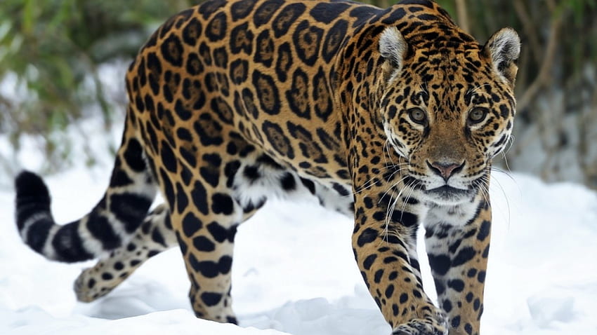 Jaguar-in-snow, pisica, tigru, leporad, jaguar HD wallpaper