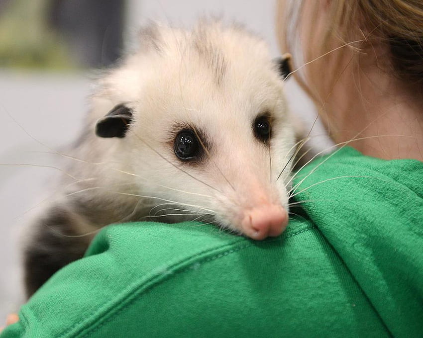 They Have 50 Teeth, A Rat Like Tail And Only Come Out At Night. But Is This U.S. Invader Really 'vicious' Or Just Playing Possum?, Possums HD wallpaper