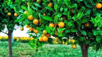 HD wallpaper oranges fruits orange tree citrus fruits leaves  aesthetic  Wallpaper Flare