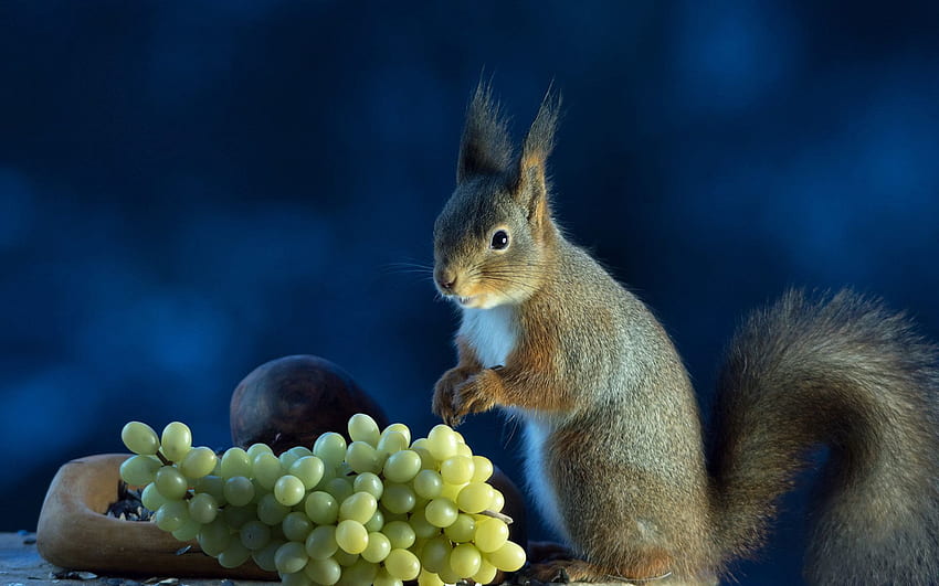 zwierzęta, wiewiórka, jedzenie, winogrona Tapeta HD