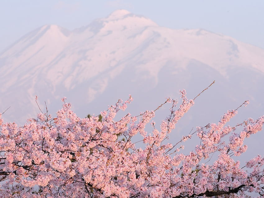Różowa wiosna, miękka, piękna, wiosna, kwiat, ładny, drzewo, góra, różowy, kwiaty, niebo, kwiat Tapeta HD