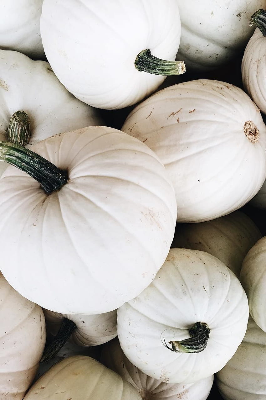 Happy because fall. I never knew how happy white pumpkins HD phone wallpaper