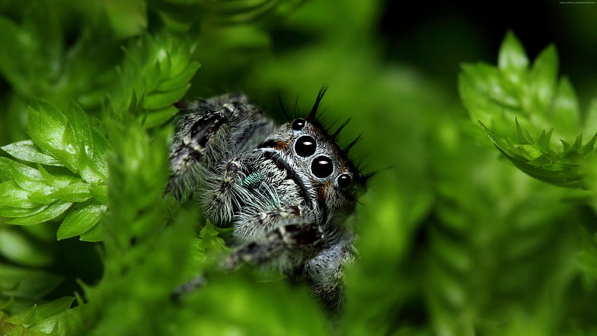 Araignée sauteuse, yeux, insectes, feuilles, vert, nature, mignon, Animaux - Haute résolution Fond d'écran HD