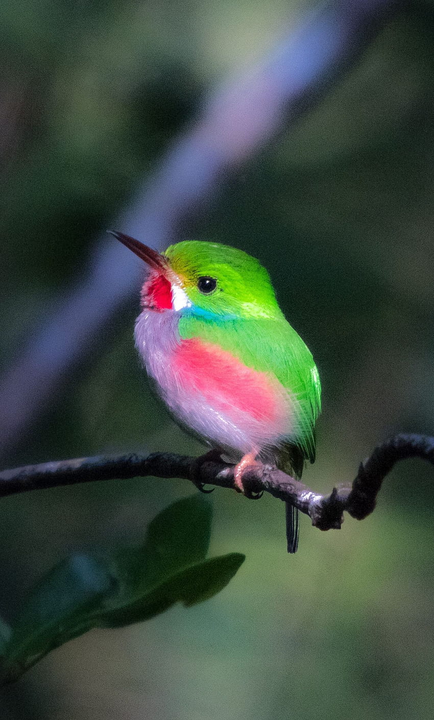Piccolo, carino, uccello Cuba, ritratto, . Bellissimi uccelli, uccelli colorati, uccelli carini Sfondo del telefono HD