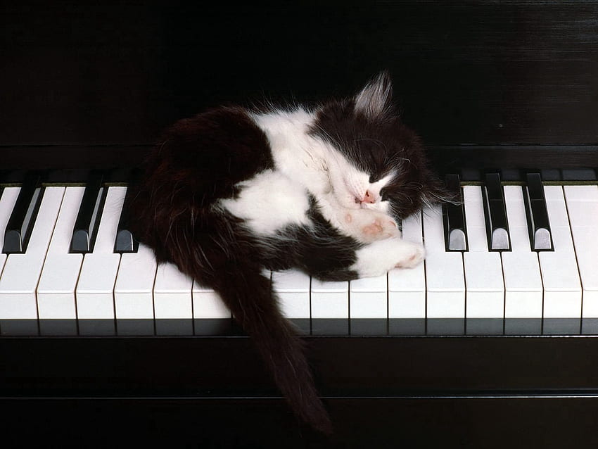 Animais, Piano, Kitty, Gatinho, Sono, Sonho papel de parede HD