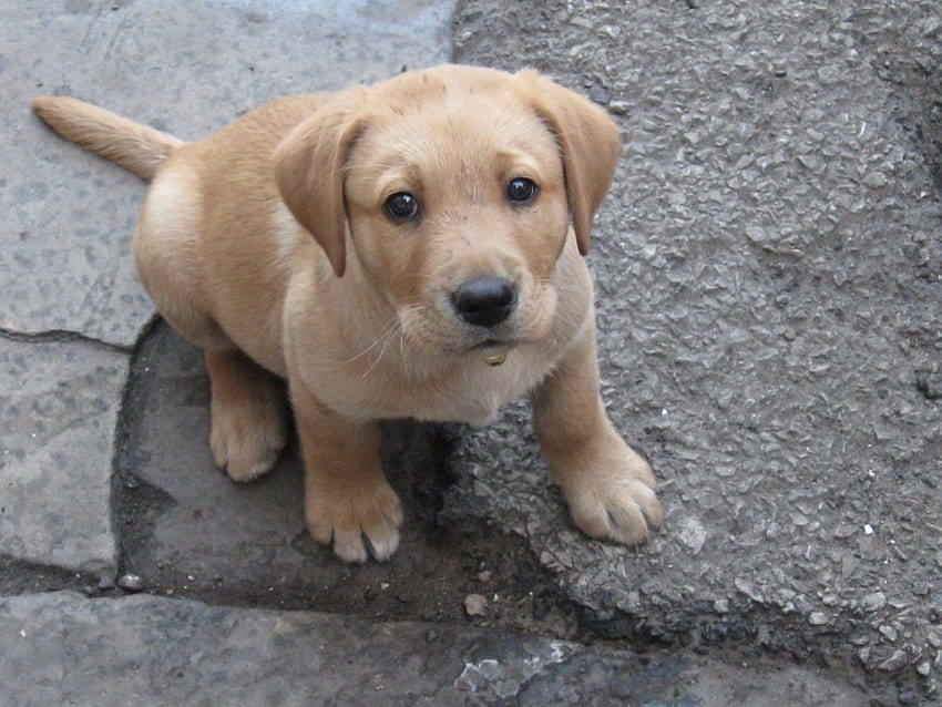 Dribbling, Hund, süß, Welpe, Labrador HD-Hintergrundbild