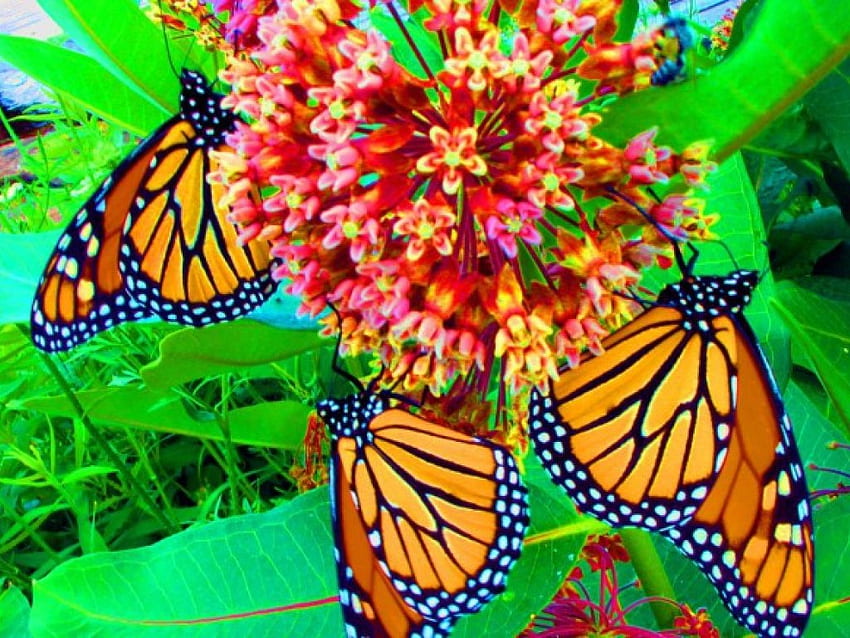 borboletas, animais, flores papel de parede HD