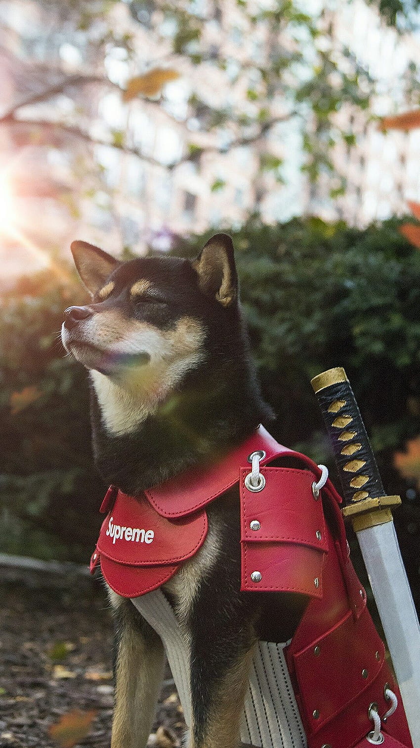Samurai Doge HD phone wallpaper