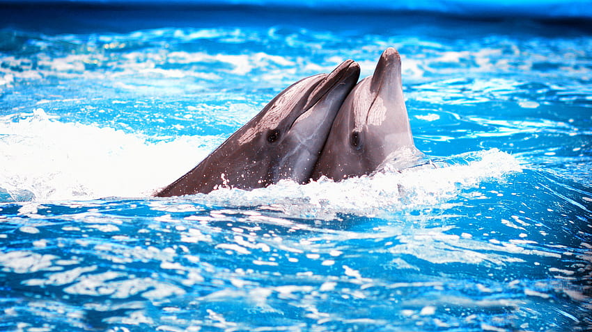 Tiere, Delfine HD-Hintergrundbild