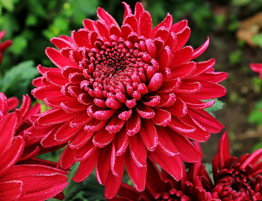 Red chrysanthemums, summer, wet, morning, red, garden, beautiful, flowers, dew, drops HD wallpaper