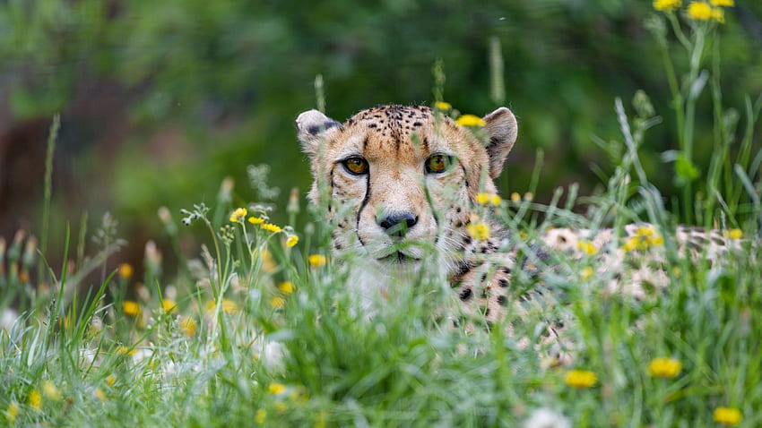 Cheetah Big Cat Spojrzenie Drapieżnik Tapeta HD