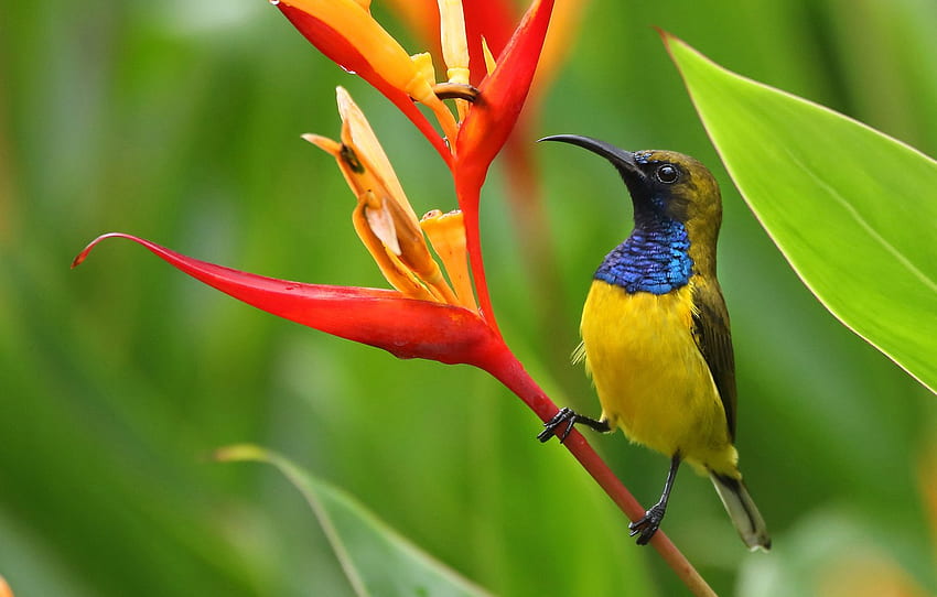 flower, bird, Heliconia, Jeltocorna double for , section животные HD wallpaper