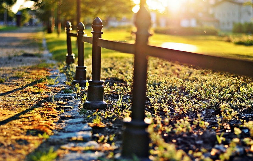 Greens, grass, the sun, macro, trees, nature, background, , , the fence,  blur, fence, the fence, , nature, for , section природа HD wallpaper |  Pxfuel