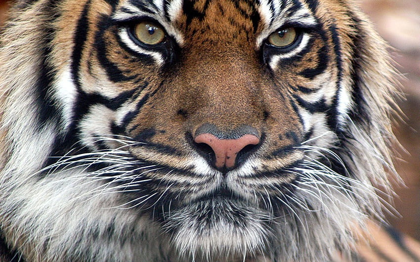 Bengal Tiger Face, animal, tiger, cats, face, cat HD wallpaper