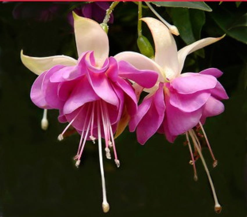 Fuksja, różowy, natura, kwiaty Tapeta HD