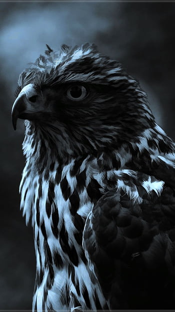 Hawk Profile 640 x 960 iPhone 4 Wallpaper