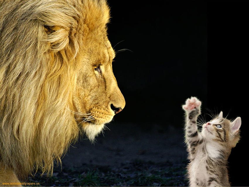 big and little, kitten, lion, big, little HD wallpaper