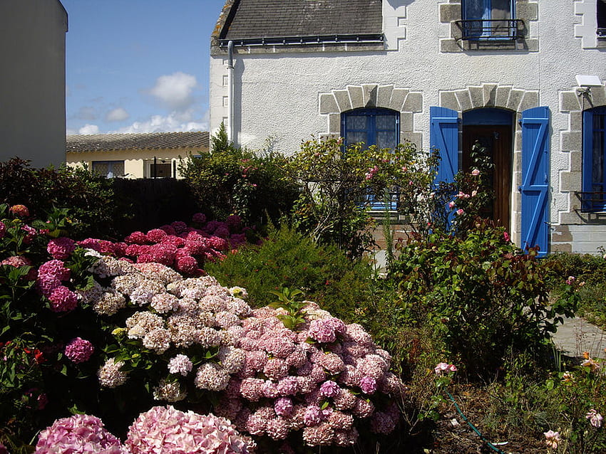 jardín de flores de la casa de la puerta azul, rosas rosadas, hermoso, ventana azul, puerta azul, rosa, rojo, jardín de flores, flores, verdes, casa de piedra fondo de pantalla