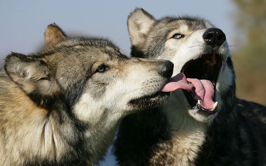 Animals, Wolfs, Couple, Pair, Lick HD wallpaper