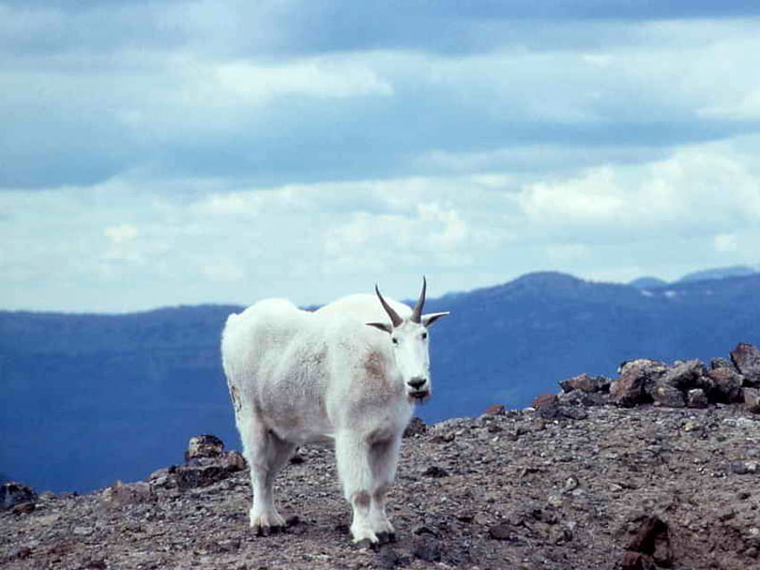 Mountain-Goat, cool, , cabra, montanha papel de parede HD