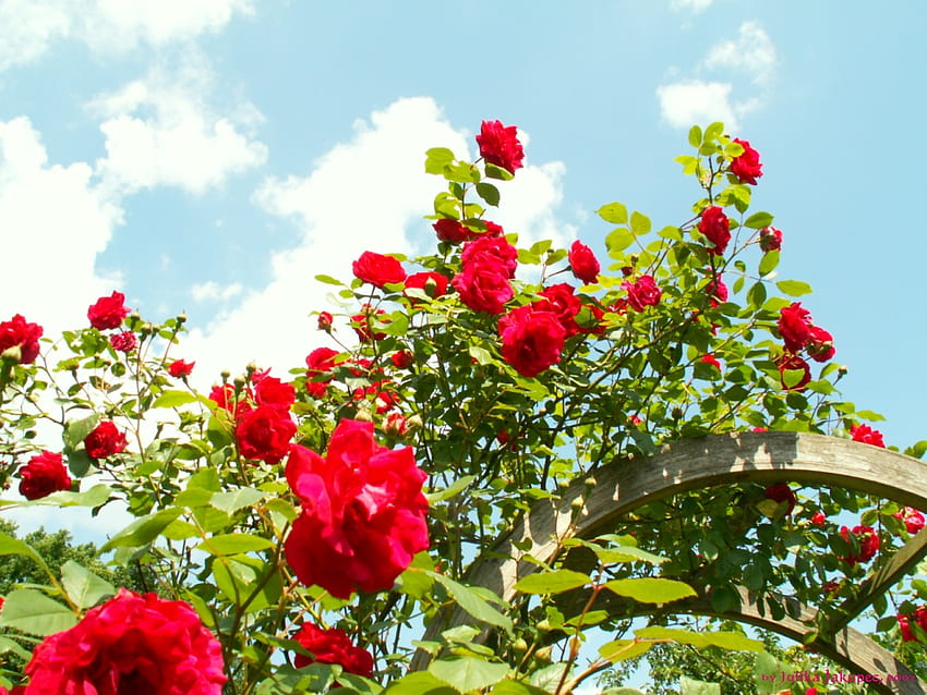 Roses Arch, roses, arch, red, garden, flowers HD wallpaper