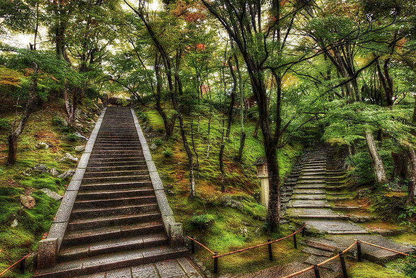 Steps . Next Steps , Steps Salvation and Steps, Cozy Forest HD wallpaper