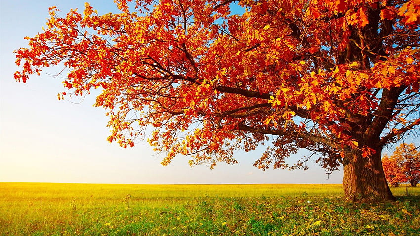 ป่า: ต้นโอ๊ก ทุ่งหญ้าในฤดูใบไม้ร่วง ใบไม้ ต้นไม้ หญ้าสีแดง งดงาม วอลล์เปเปอร์ HD