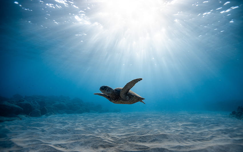 underwater life, turtle, blue sea, mac pro retaia , background, 26236, Aesthetic Turtle HD wallpaper