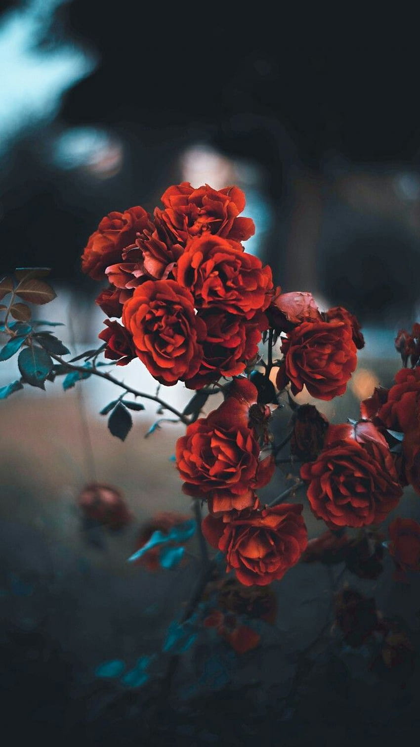 Red Roses And Lights HD Red Aesthetic Wallpapers  HD Wallpapers  ID 56059