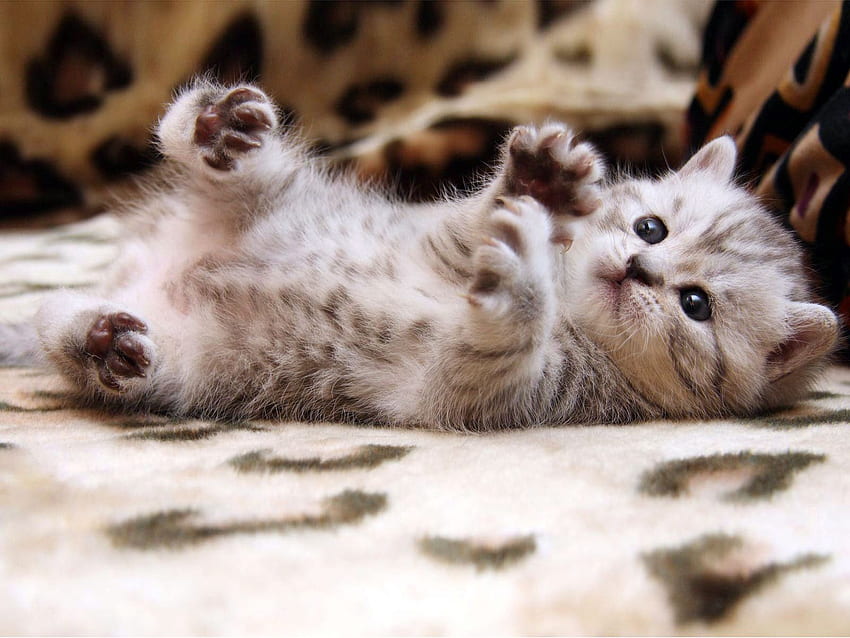 Tumblr cute cat HD wallpapers | Pxfuel