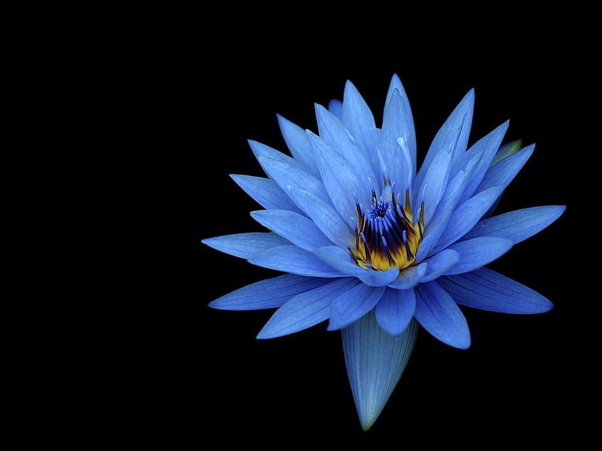 Sony Xperia Z niebieski kwiat, duży kwiat Tapeta HD