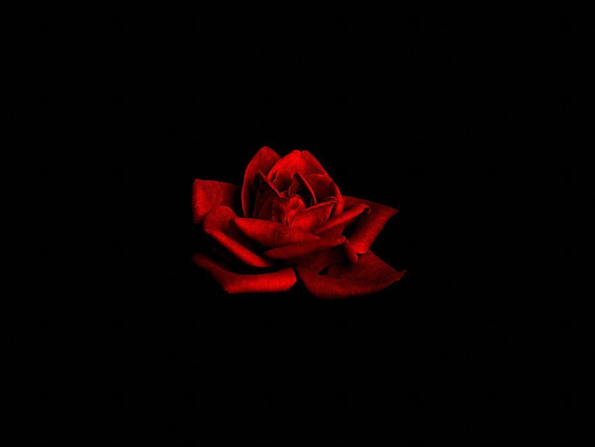 กุหลาบแดงเข้มบนพื้นหลังสีดำ < - Hybrid Tea Rose,, Black Aesthetic Rose วอลล์เปเปอร์ HD