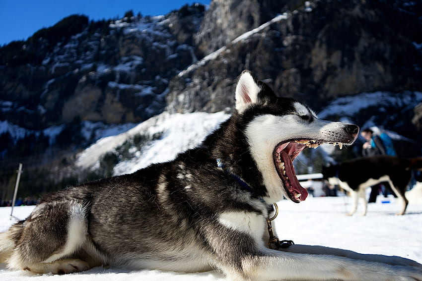 Zwierzęta, śnieg, pies, spadać, usta, husky, haska Tapeta HD
