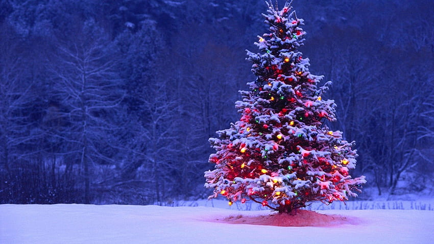 Wallpaper  1920x1080 px Christmas landscapes lights nature roads  sidewalk snow trees white winter 1920x1080  wallbase  1793953  HD  Wallpapers  WallHere